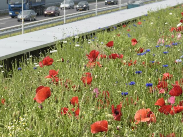 Strategisch advies leeropgave Omgevingswet (Rijkswaterstaat)